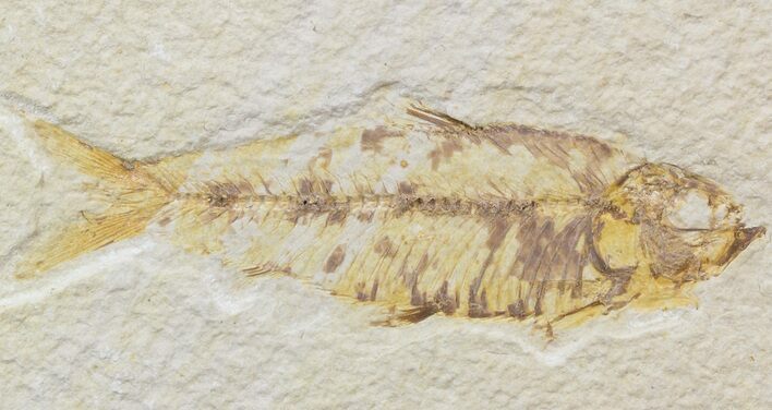 Bargain Knightia Fossil Fish - Wyoming #42438